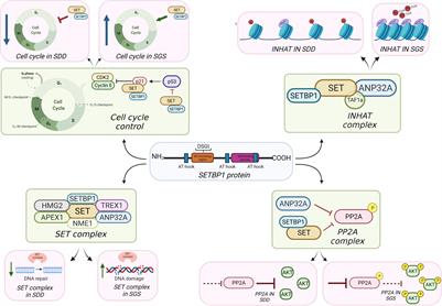 Putative Roles of SETBP1 Dosage on the SET Oncogene to Affect Brain Development
